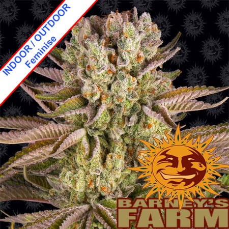 Pineapple Express Feminise