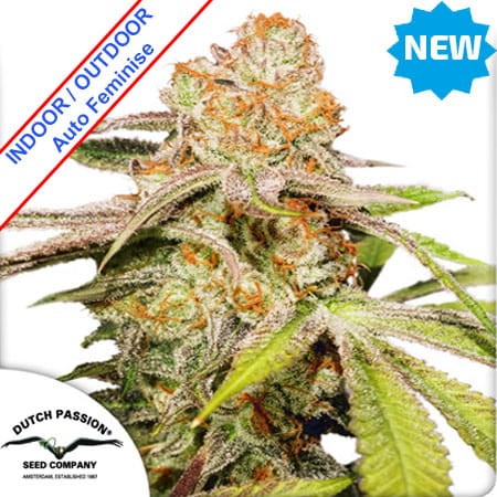 Auto Mac #1 Feminise