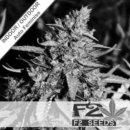 Cream Carmel Auto Feminise