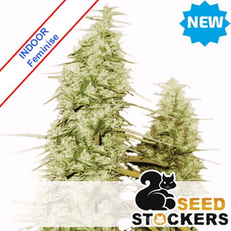 Santa Marta Haze Feminise