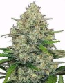 Cookies Auto Feminise