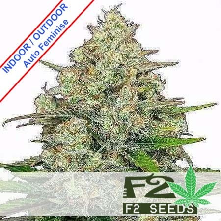 Cookies Auto Feminise