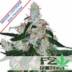 LSD Auto Feminise