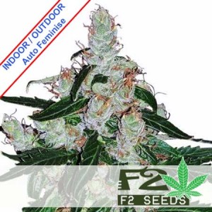 LSD Auto Feminise