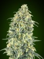 Auto White Widow XXL Feminise
