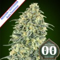 Auto White Widow XXL Feminise
