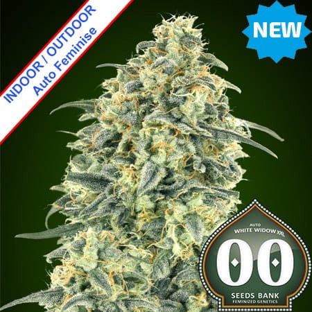 Auto White Widow XXL Feminise
