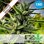 Swiss Sativa CBD Regular