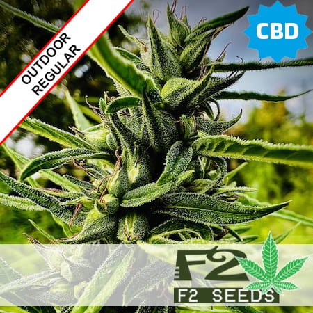 Swiss Sativa CBD Regular