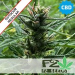 Sweet Sativa CBD Regular