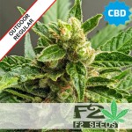 Sativa CBD + CBG Regular