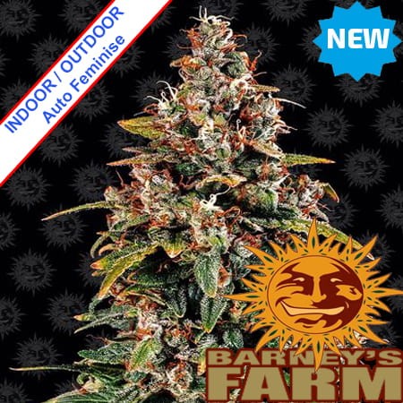 Watermelon Zkittlez Auto Feminise