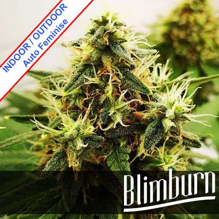 Auto Mamba Negra Feminise