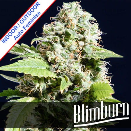 Gorilla Glue #4 Auto Feminise