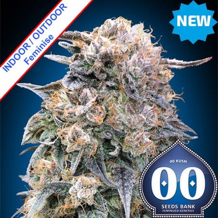 00 Kush Fast Version Feminise