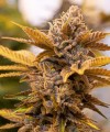 Alien Candy Kush Fast Version Feminise