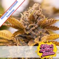 Alien Candy Kush Fast Version Feminise