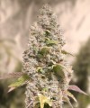 Gorilla Cookies Fast Version Feminise