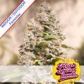 Gorilla Cookies Fast Version Feminise