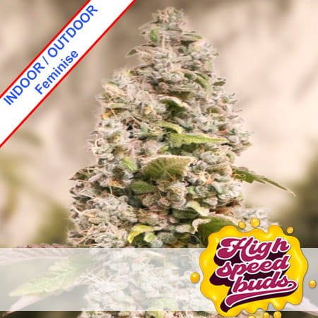 Gorilla Cookies Fast Version Feminise