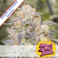 Gorilla Zkittlez Fast Version Feminise