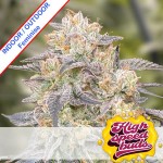 Gorilla Zkittlez Fast Version Feminise