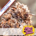 Purple Punch Fast Version Feminise