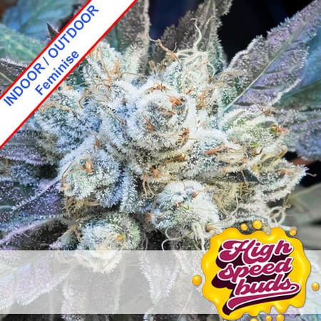 Chocolope Fast Version Feminise