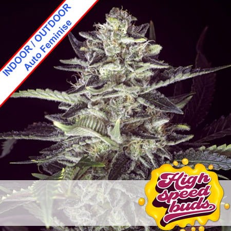 Auto Brain Stroke Feminise