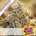 Auto Chocolope Feminise