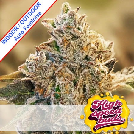 Auto Chocolope Feminise