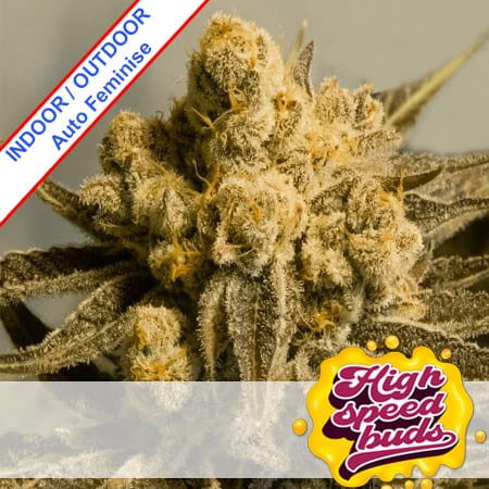 Auto Critical Glue #4 Feminise