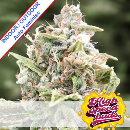 Auto Grateful Dead Feminise