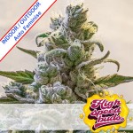 Auto Lemon Cake Feminise