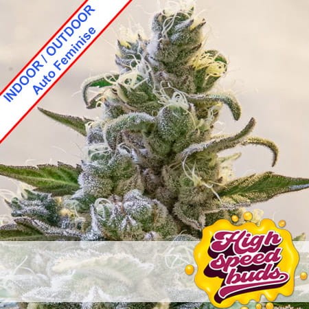 Auto Lemon Cake Feminise