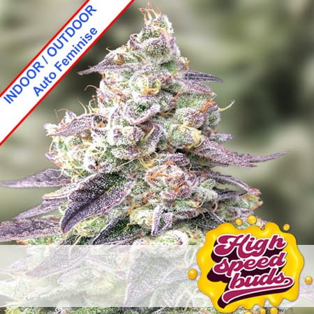 Auto Strawberry Banana Feminise