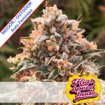 Auto Super Glue #4 Feminise