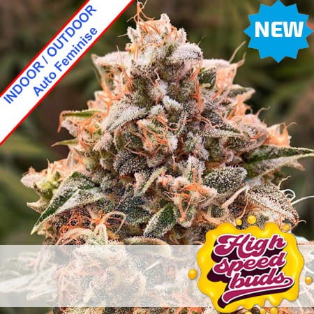 Auto Super Glue #4 Feminise