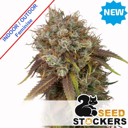 Black Rainbow Feminise