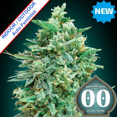 Auto Northern Lights XXL Feminise