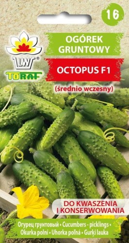 Ogórek gruntowy - Octopus F1