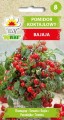 Pomidor karłowy - Bajaja