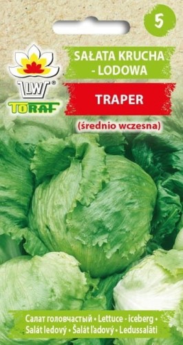 Sałata krucha lodowa - Traper