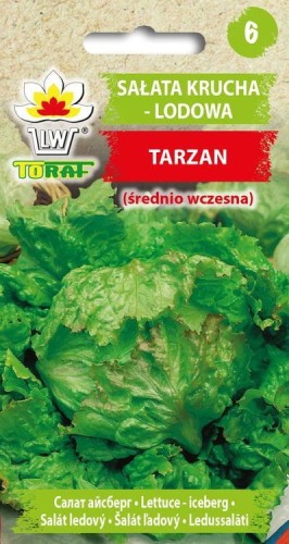 Sałata krucha lodowa - Tarzan