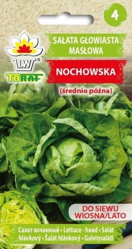 Sałata głowiasta masłowa - Nochowska