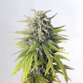 Amnesia Auto Feminise