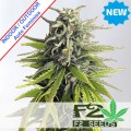 Amnesia Auto Feminise