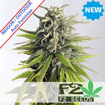 Amnesia Auto Feminise