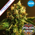 Polish Blue Dream Fast Version Feminise