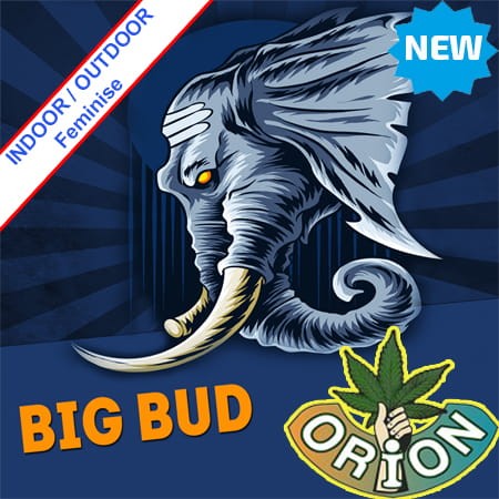 Big Bud XXL Fast Version Feminise